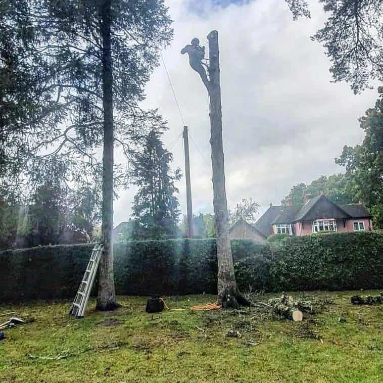 This is a photo of a tree that is being removed, there is just the trunk remaining and the operative from NS Tree Surgery Aldershot is at the top cutting a section of it off.